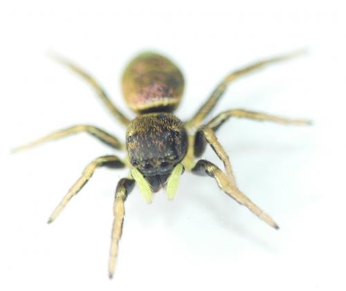 Réf. 180 026 : Heliophanus auratus